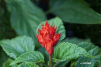 /album/fotogaleria-fotografia-macro/gfttt-25-640x480-jpg/